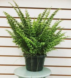 a potted plant sitting on top of a table next to a white house wall