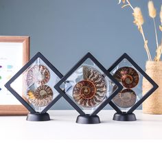 three different types of seashells on display in front of a vase with dried flowers