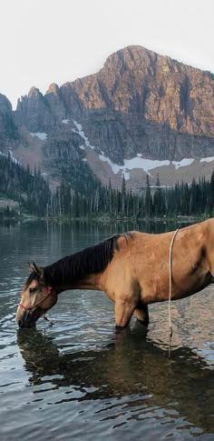 a horse is standing in the water near mountains