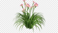 some pink flowers and green grass on a white background png clipart free transparent