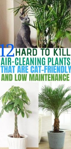 there are many different types of houseplants in this photo and the text reads 12 hard to kill air cleaning plants that are cat - friendly and low maintenance