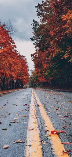 an empty road with fallen leaves on the side and trees in the backgroud