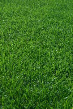 a red fire hydrant sitting in the middle of a lush green field on top of grass