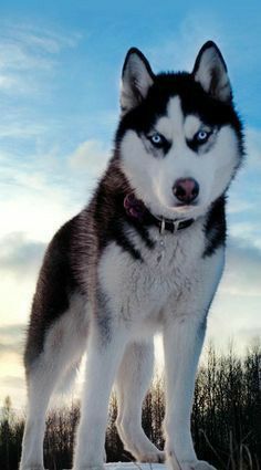 a husky dog standing on top of a snow covered ground with trees in the background