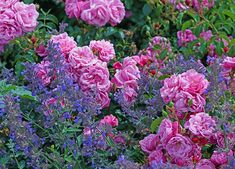 pink roses and purple flowers in a garden