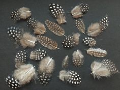 several different types of feathers arranged in a circle on a black tablecloth with white dots