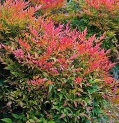 some red and green plants in the grass