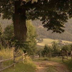 a dirt road that is next to a tree