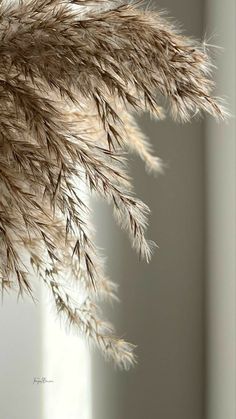 a vase filled with lots of dry grass