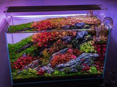 an aquarium filled with lots of different types of plants and rocks on the bottom shelf