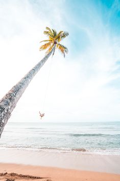 a palm tree hanging from the side of a beach next to the ocean with a person on a swing