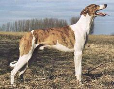 a brown and white dog standing on top of a dry grass field