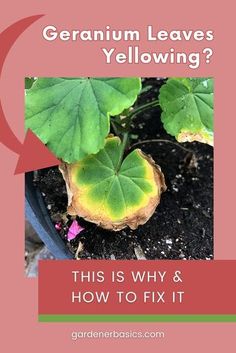 a green plant with yellow leaves on it and the words, geranium leaves yellowing?