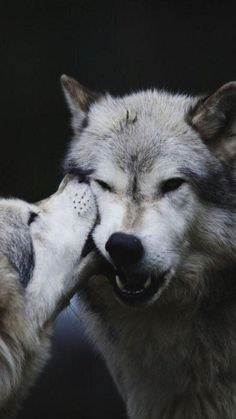 two gray wolfs are kissing each other