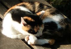 a calico cat laying on top of a wooden bench