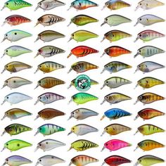 many different types of fish on display in front of a white background with the same color as