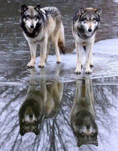 three wolfs are standing on the edge of a body of water with their reflection in the water