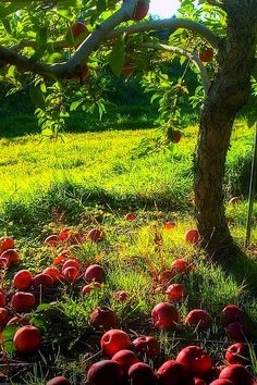 an apple orchard with lots of apples on the ground