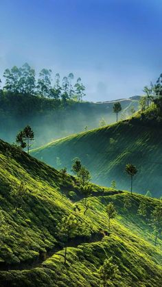 green hills with trees on each side