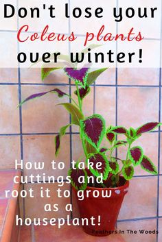 Coleus plant growing in a pot inside a bathroom. Over Wintering Coleus, How To Propagate Coleus Plant, Propagating Coleus Plant, Coleus Propagating, Propagate Coleus