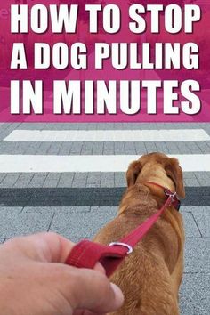 a brown dog sitting on top of a sidewalk next to a person holding a red leash