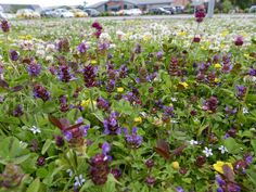 purple and yellow flowers are growing in the grass