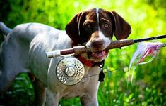 a dog holding a stick in its mouth