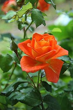 an orange rose with green leaves in the background