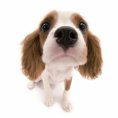 a small brown and white dog is looking at the camera