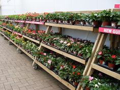 many potted plants are lined up on shelves in a room with brick flooring