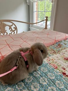 a small dog sitting on top of a bed