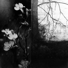 an old black and white photo with flowers