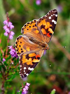 an orange and brown butterfly sitting on top of purple flowers