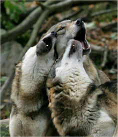 two wolfs are playing with each other in the woods