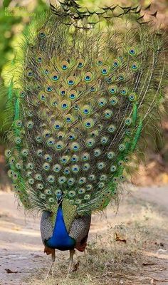 a peacock with its feathers spread out