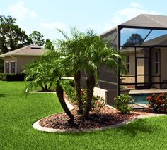 a palm tree sitting in the middle of a lush green yard next to a house