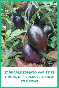 purple tomato varieties taste, differences, and how to grow them