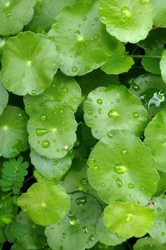 green leaves with drops of water on them