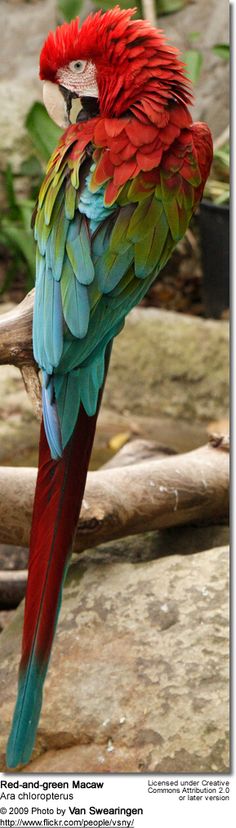 a red and green parrot sitting on top of a tree branch next to some rocks