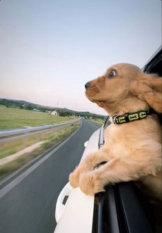 a brown dog sitting on the side of a car window looking out at an open field