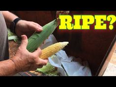 a man holding a corn cob in his hand with the words ripe on it