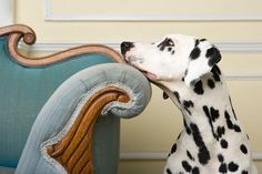 a dalmatian dog with its mouth open and tongue out next to a couch