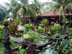 a garden with water lilies and palm trees