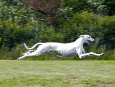 a white dog running across a lush green field