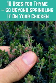 someone is holding their finger in front of some plants with the words 10 uses for thyme - go beyond sprinkling it on your chicken