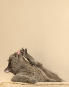 two cats are playing with each other on the couch