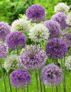 many purple and white flowers in the grass