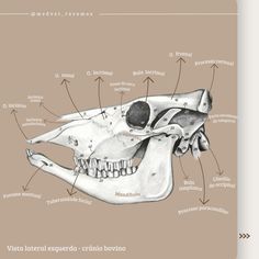 an animal's skull is labeled in several different languages, including the name and description