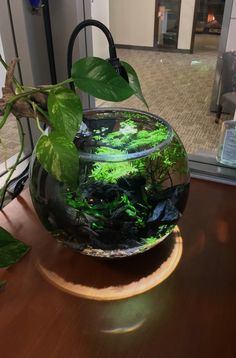 a fish bowl with plants in it on a table