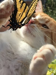 an orange and white cat with a yellow butterfly on its head